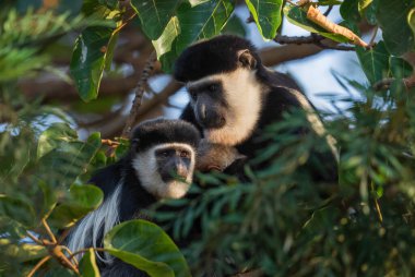 Siyah-beyaz Colobus - Colobus guereza, Afrika ormanları ve ormanlarından güzel siyah-beyaz primat, Harenna ormanı, Etiyopya.