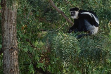Siyah-beyaz Colobus - Colobus guereza, Afrika ormanları ve ormanlarından güzel siyah-beyaz primat, Harenna ormanı, Etiyopya.