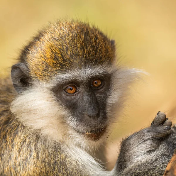 Yeşil Maymun Klorocebus Aethiops Güzel Popüler Maymun Batı Afrika Çalıları — Stok fotoğraf
