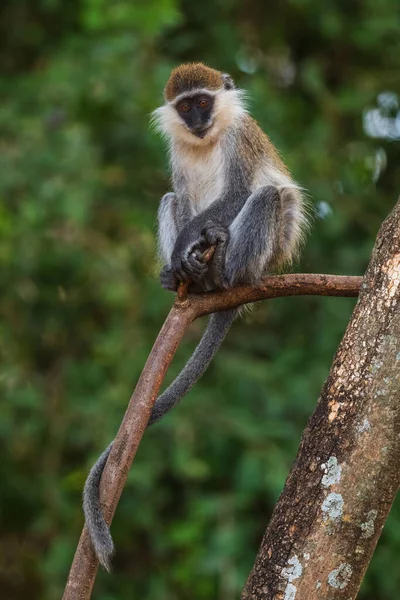 Singe Vert Chlorocebus Aethiops Beau Singe Populaire Des Buissons Des — Photo