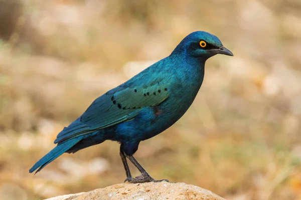 Greater Blue Eared Glossy Starling Lamprotornis Chalybaeus Vacker Blå Sittande — Stockfoto