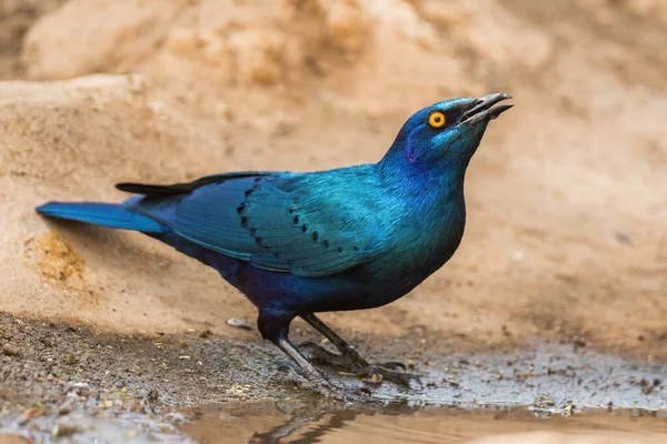 Grande Étourneau Oreilles Bleues Lamprotornis Chalybaeus Magnifique Oiseau Perché Bleu — Photo