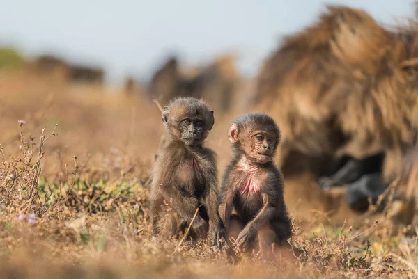 Gelada Baboon Theropithecus Gelada Krásný Pozemní Primát Pohoří Simien Etiopie — Stock fotografie