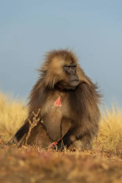 Gelada Baboon Theropithecus Gelada Krásný Pozemní Primát Pohoří Simien Etiopie — Stock fotografie