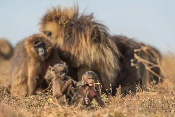 Gelada Pávián Theropithecus Gelada Gyönyörű Földi Főemlős Simien Hegységből Etiópiából — Stock Fotó