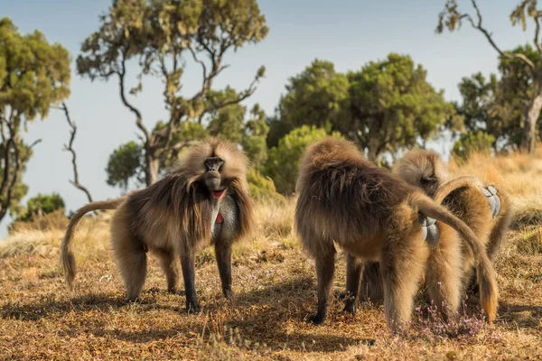 Gelada Pávián Theropithecus Gelada Gyönyörű Földi Főemlős Simien Hegységből Etiópiából — Stock Fotó