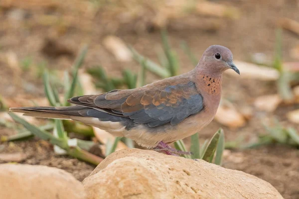 Laughing Dove Spilopelia Senegalensis Beautiful Colored Turtle Dove African Gardens — Stock Photo, Image