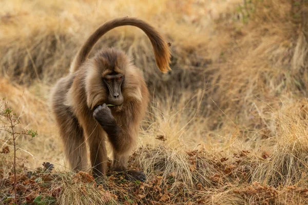 Gelada Baboon Theropithecus Gelada Krásný Pozemní Primát Pohoří Simien Etiopie — Stock fotografie