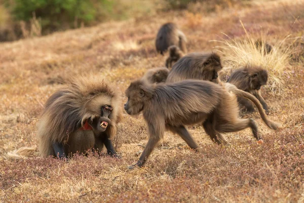 Gelada Baboon Theropithecus Gelada Όμορφο Έδαφος Πρωτεύον Θηλαστικό Από Simien — Φωτογραφία Αρχείου