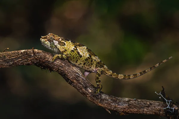 Bale Mountains Дворогий Хамелеон Trioceros Balebicornutus Красивий Хамелеон Ендемік Горах — стокове фото