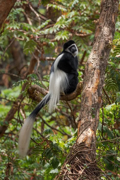 Colobus Preto Branco Colobus Guereza Belo Primata Preto Branco Florestas — Fotografia de Stock