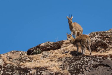Etiyopya Klipspringer - Oreotragus saltatrixoides, Etiyopya dağlarında ender bulunan utangaç antiloplar, Bale dağları, Etiyopya.