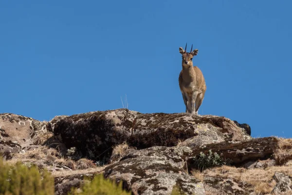 Etiopiska Klipspringer Oreotragus Salatrixoides Sällsynt Blyg Antilop Endemisk Etiopien Berg — Stockfoto