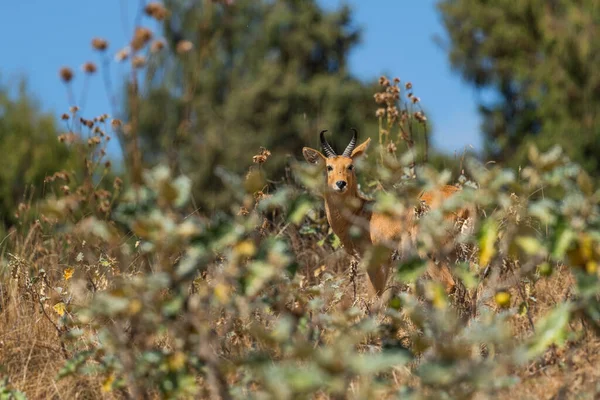 Wschodni Bohor Reedbuck Redunca Redunca Bohor Piękna Nieśmiała Antylopa Endemiczna — Zdjęcie stockowe