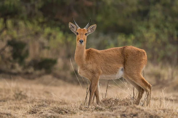 Východočeský Reedbuck Redunca Redunca Bohor Krásná Plachá Antilopa Endemická Etiopských — Stock fotografie