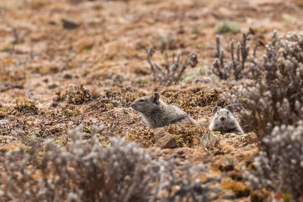 Abyssinian Grass Rat Arvicanthis Abyssinicus Маленький Полохливий Щур Ендемік Ефіопських — стокове фото