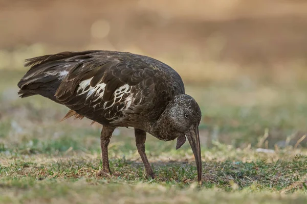 Wattled Ibis Bostrychia Carunculata Унікальний Рідкісний Птах Ендемік Ефіопського Високогір — стокове фото