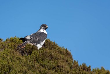 Augur Şahini - Buteo Kehaneti, Doğu Afrika 'dan gelen güzel büyük Afrika akbabası, Bale Dağcıları, Etiyopya.
