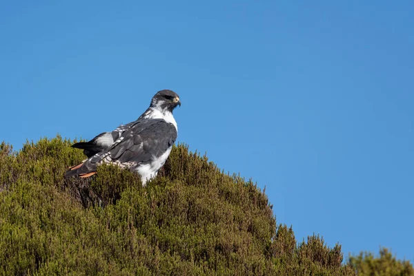 Augur Şahini Buteo Kehaneti Doğu Afrika Dan Gelen Güzel Büyük — Stok fotoğraf