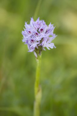 Üç dişli Orkide - Neotinea tridentata, Avrupa çayırlarından ve ormanlarından güzel renkli çiçekli bitki, Çek Cumhuriyeti.