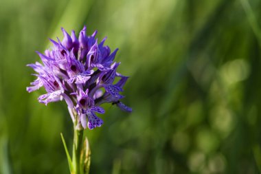 Üç dişli Orkide - Neotinea tridentata, Avrupa çayırlarından ve ormanlarından güzel renkli çiçekli bitki, Çek Cumhuriyeti.