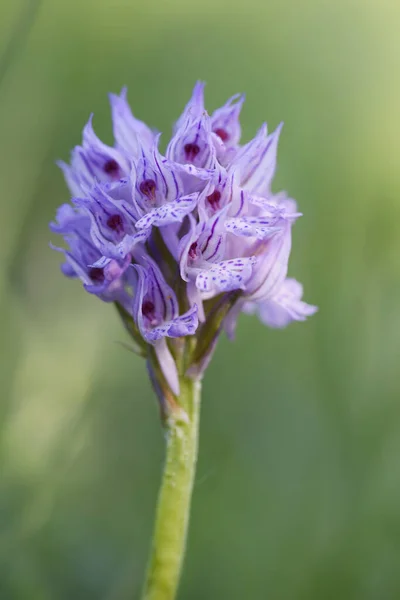 이빨을 Neotinetridentata 유럽의 체코의 숲에서 자라는 아름다운 색깔의 꽃식물 — 스톡 사진
