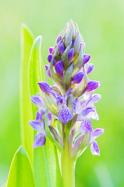 Wczesna Orchidea Bagienna Dactylorhiza Incarnata Piękna Kolorowa Roślina Kwitnąca Europejskich — Zdjęcie stockowe