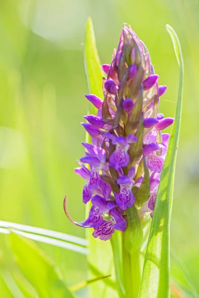 Wczesna Orchidea Bagienna Dactylorhiza Incarnata Piękna Kolorowa Roślina Kwitnąca Europejskich — Zdjęcie stockowe