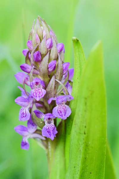 Wczesna Orchidea Bagienna Dactylorhiza Incarnata Piękna Kolorowa Roślina Kwitnąca Europejskich — Zdjęcie stockowe