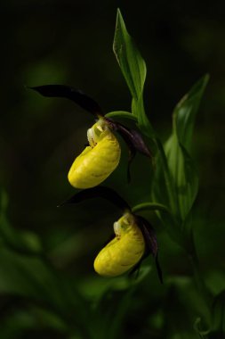 Sarı Leydi 'nin Terliği - Cypripedium kalseolus, Avrupa ormanları ve ormanlarından güzel renkli çiçek bitkisi, Çek Cumhuriyeti.