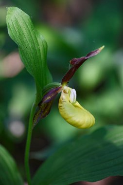 Sarı Leydi 'nin Terliği - Cypripedium kalseolus, Avrupa ormanları ve ormanlarından güzel renkli çiçek bitkisi, Çek Cumhuriyeti.