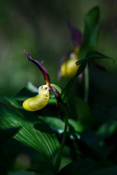Chinelo Senhora Amarela Cypripedium Calceolus Bela Planta Com Flores Coloridas — Fotografia de Stock