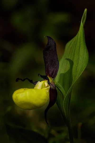 Żółty Pantofelek Cypripedium Calceolus Piękna Kolorowa Roślina Kwitnąca Europejskich Lasów — Zdjęcie stockowe