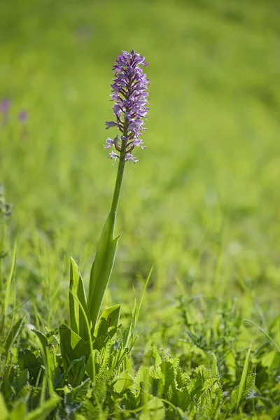 Wojskowa Orchidea Orchidea Militaris Piękna Kolorowa Roślina Kwitnąca Europejskich Łąk — Zdjęcie stockowe