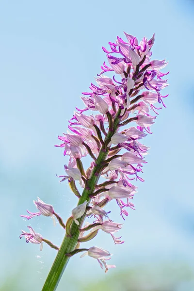 Military Orchid Orchis Militaris Beautiful Colored Flowering Plant European Meadows — Stock Photo, Image