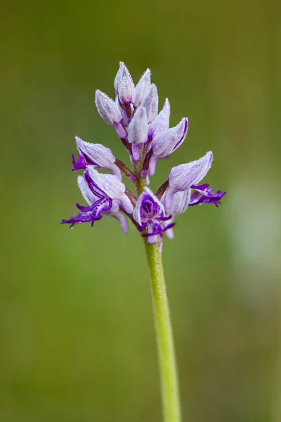 Military Orchid Orchis Militaris Beautiful Colored Flowering Plant European Meadows — Stock Photo, Image
