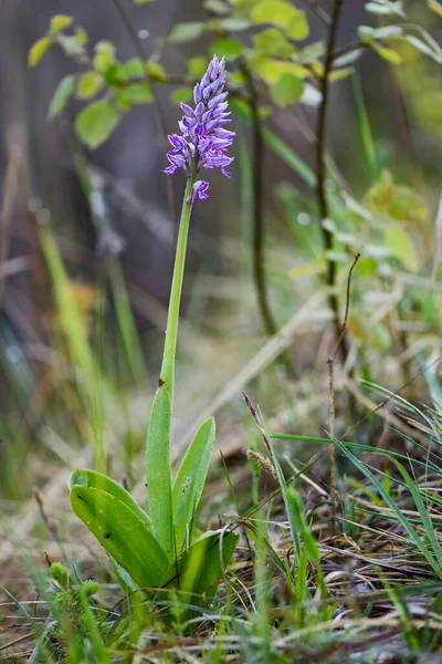 Military Orchid Orchis Militaris Beautiful Colored Flowering Plant European Meadows — Stock Photo, Image