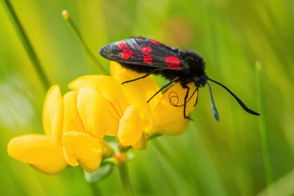 Six Spot Burnet Zygaena Filipendulae Beautiful Special Butterfly European Meadows — Stock Photo, Image