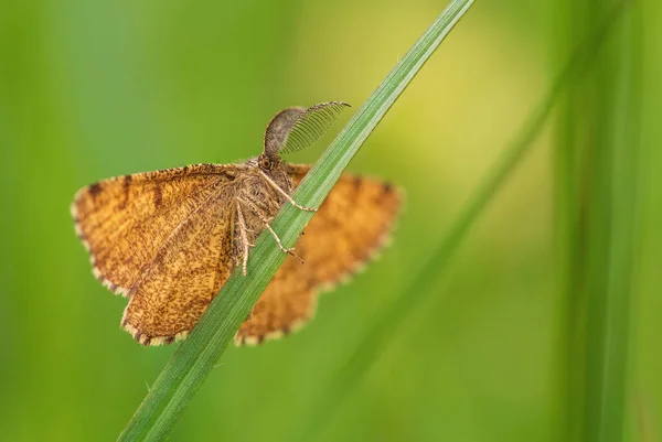 Common Heath Moth Ematurga Atomaria Common Brown Moth European Meadows — Φωτογραφία Αρχείου