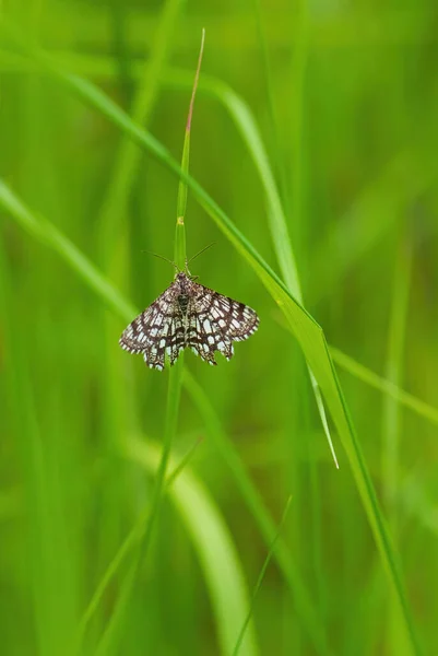 Polilla Brezo Enrejada Chiasmia Clathrata Polilla Pequeña Marrón Amarilla Prados — Foto de Stock