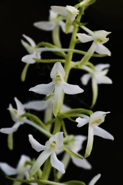 Küçük Kelebek Orkidesi - Platanthera bifolia, Avrupa çayırlarından ve bataklıklarından güzel beyaz çiçekli bitki, Beyaz Karpatlar, Çek Cumhuriyeti.