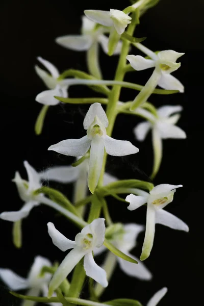 Lesser Butterfly Orchid Platanthera Bifolia Beautiful White Flowering Plant European — Stock Photo, Image