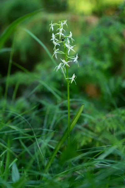 Menor Mariposa Orquídea Platanthera Bifolia Hermosa Planta Floración Blanca Prados —  Fotos de Stock