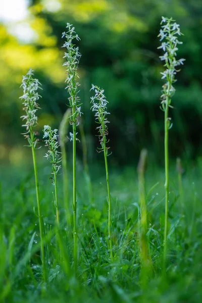 Küçük Kelebek Orkidesi Platanthera Bifolia Avrupa Çayırlarından Bataklıklarından Güzel Beyaz — Stok fotoğraf