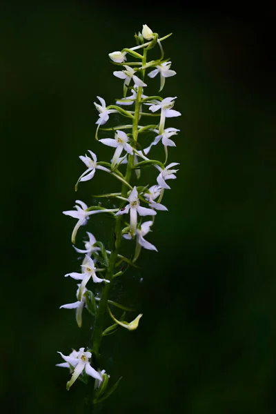 Kleine Vlinderorchidee Platanthera Bifolia Prachtige Witte Bloeiende Plant Van Europese — Stockfoto