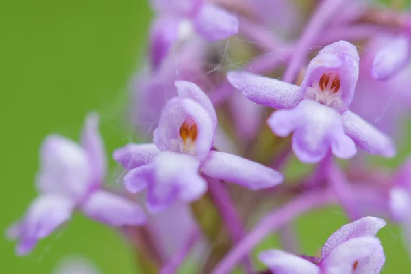 Marsh Fragrant Orchid Gymnadenia Densiflora Beautiful Colored Flowering Plant European — Stock Photo, Image