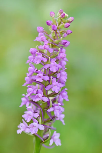 Marsh Fragrant Orchid Gymnadenia Densiflora Beautiful Colored Flowering Plant European — Stock Photo, Image