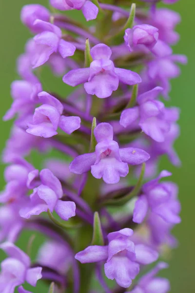 Marsh Fragrant Orchid Gymnadenia Densiflora Beautiful Colored Flowering Plant European — Stock Photo, Image