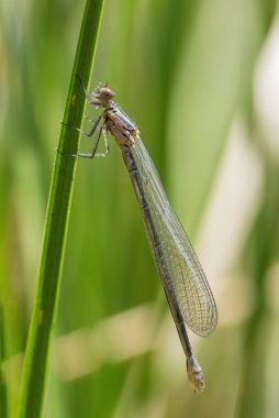 Azure Damselfly - Coenagrion puella, Avrupa tatlı sularından mavi bir kızböceği, Stramberk, Çek Cumhuriyeti.