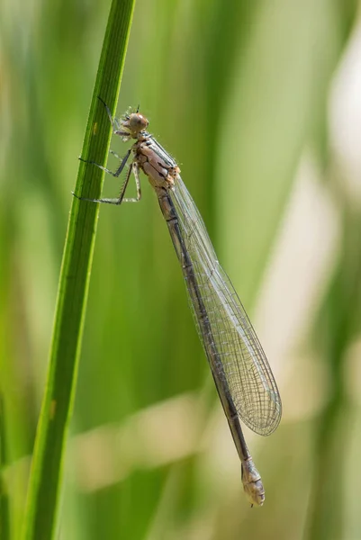 Azure Damselfly Coenagrion Puella Damisela Azul Común Procedente Aguas Dulces — Foto de Stock